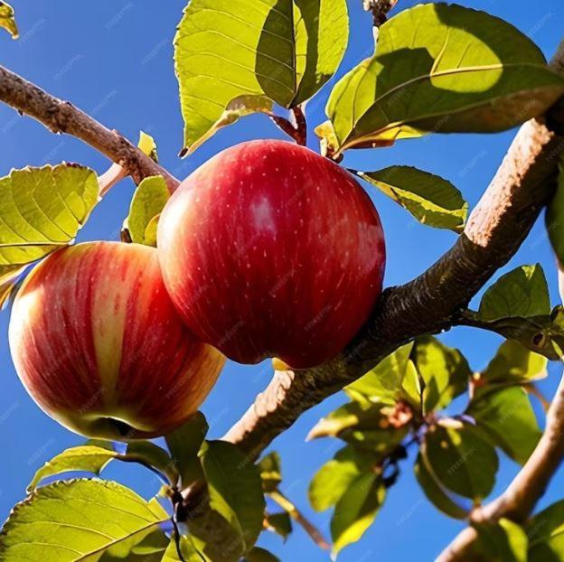 De Appelhoeve Terschuur Luaran gambar